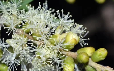 Óleo essencial de melaleuca: para que serve e como usar