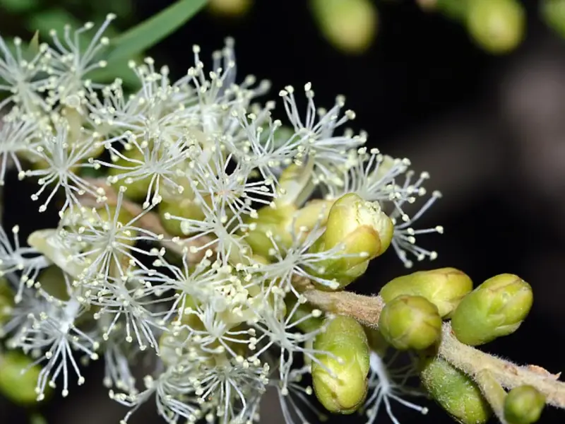 Óleo essencial de melaleuca: para que serve e como usar