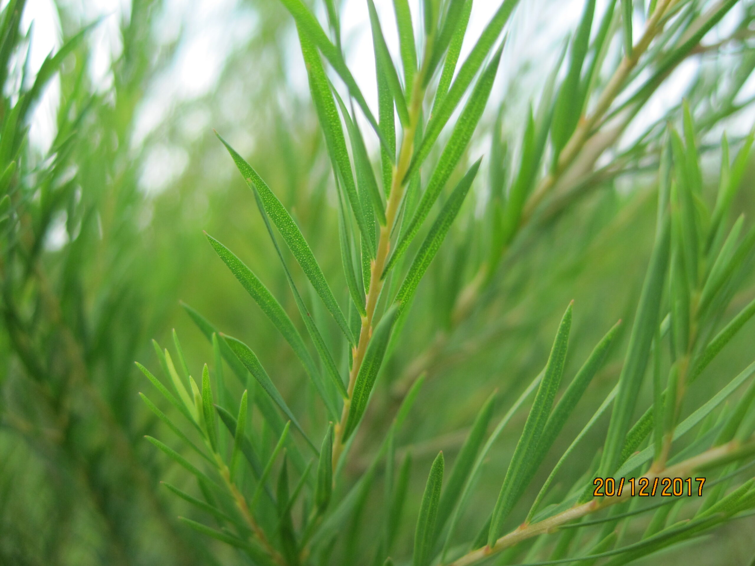Hidrolato de melaleuca (tea tree) - 200ml - Imagem 2